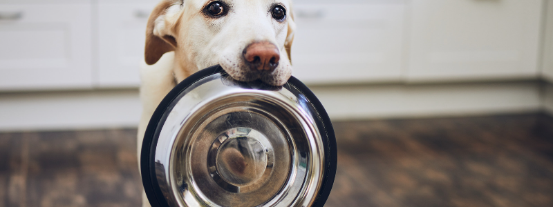 Durée pendant laquelle un chien peut rester sans manger
